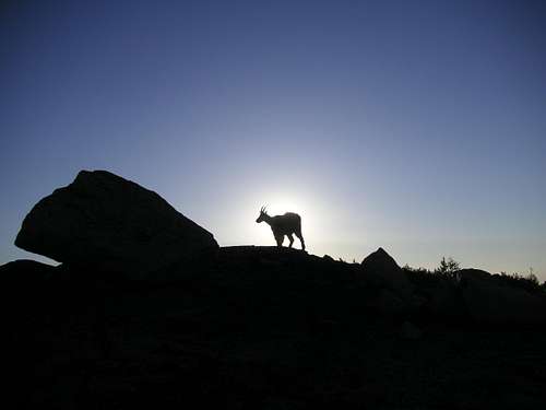 Goat at Dawn
