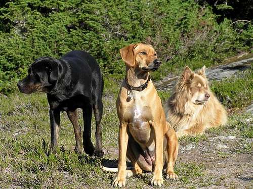 Canine security team