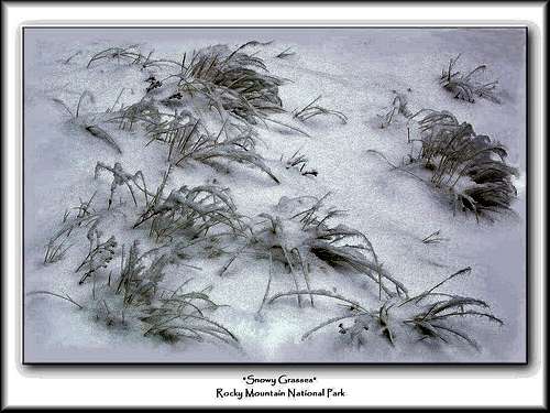 Snowy Grasses