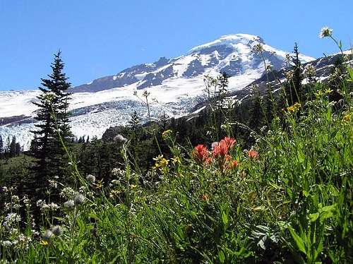 Wildflowers in bloom on Mount Baker