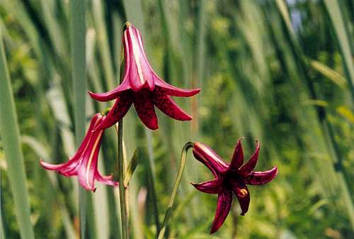 Wild Tiger Lily (Lilium canadense)