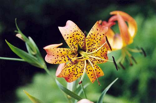 Turk's-cap Lily (Lilium superbum)