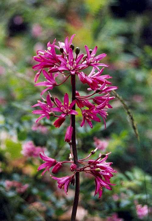 Andrew's Bead-lily (Clintonia andrewsiana)