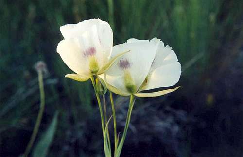 Big-pod Mariposa (Calochortus eurycarpus)