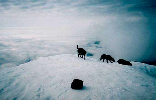 My dogs on the summit May 10,...
