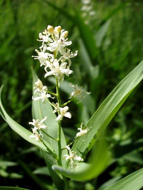 Solomon's Seal