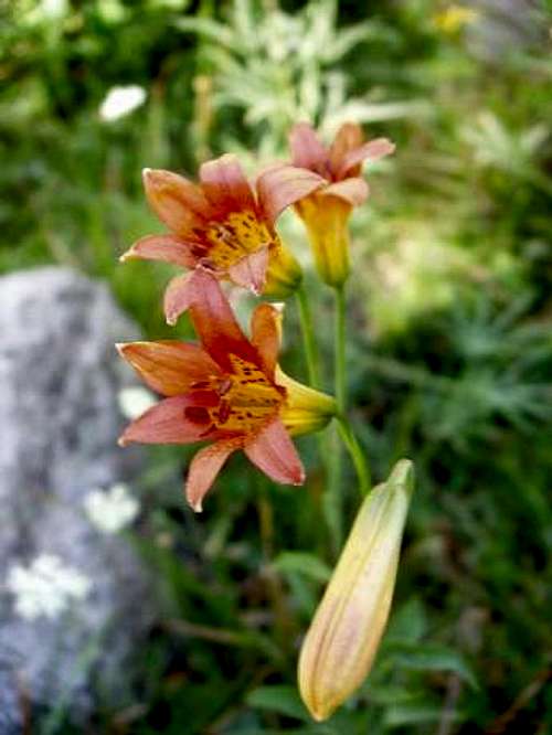 Alpine Lily