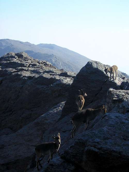 4 Ibex in Sierra Nevada