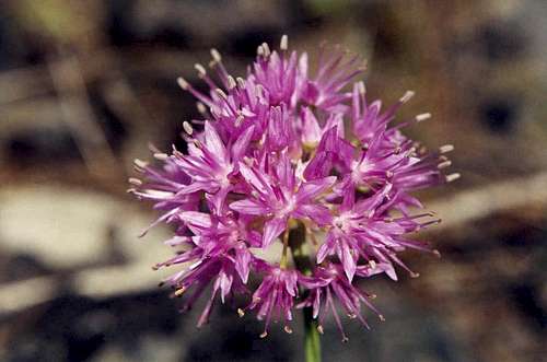 Douglas' Onion (Allium douglasii columbianum)