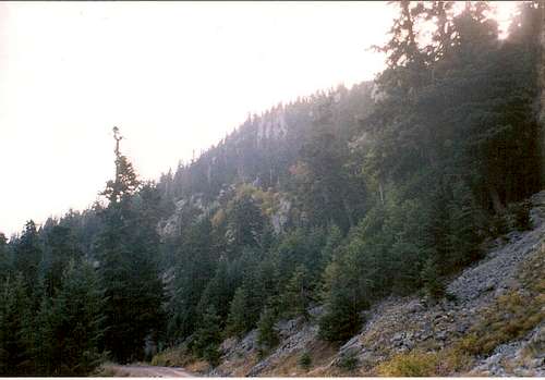 Nice forest at the steep slopes of the peak Lyritsa above Kaloskopi