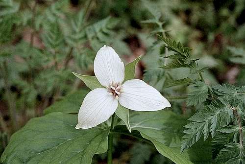 Purple Trillium - white form (Trillium erectum)