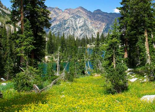 Wildflowers above Red Pine Lake