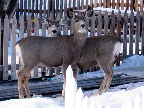 Ouray Colorado