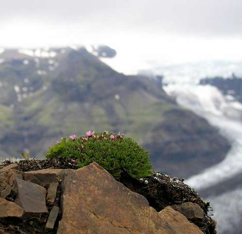 Flowers over the glacier