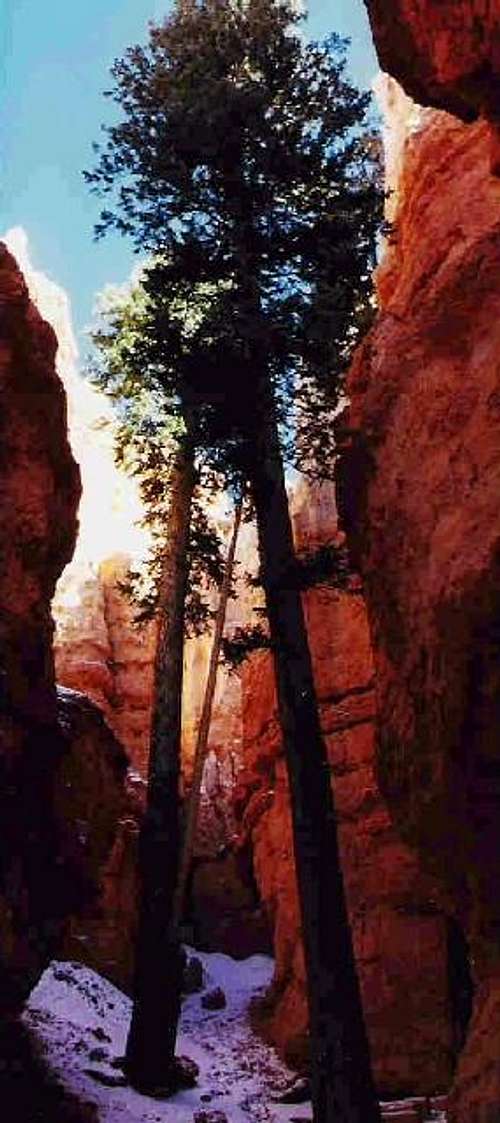 Douglas Fir at Bryce Canyon