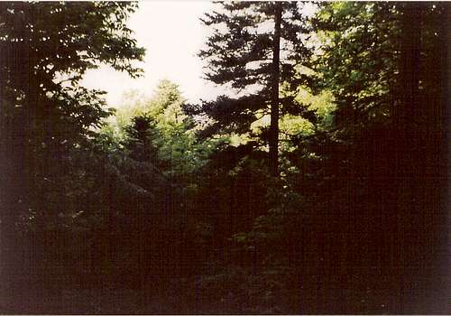 thick fir forest near Elatias