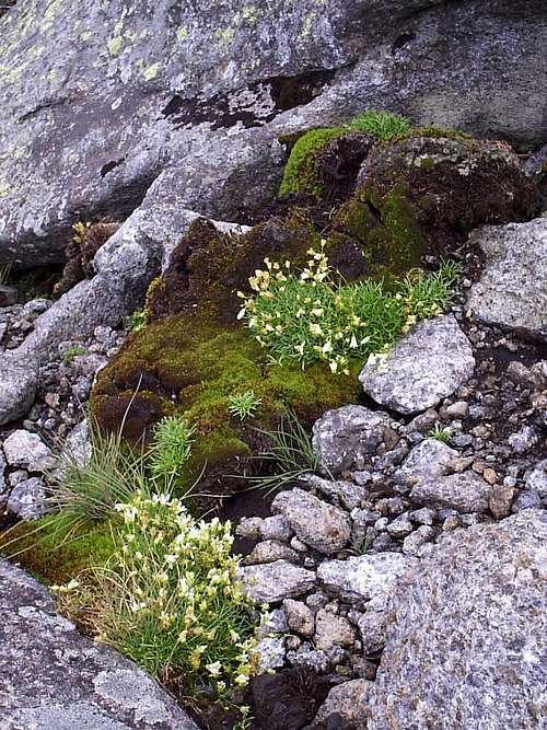 Alpine flowers on Algonquin
