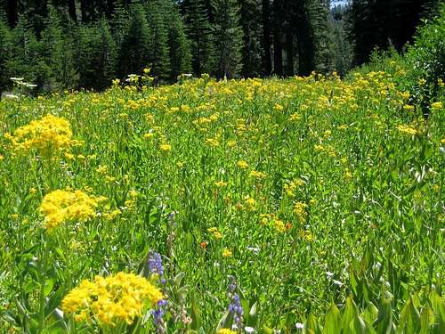 Meadow along road to Castle Pass