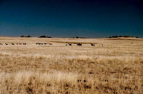 Pronghorn antelope near Vedauwoo