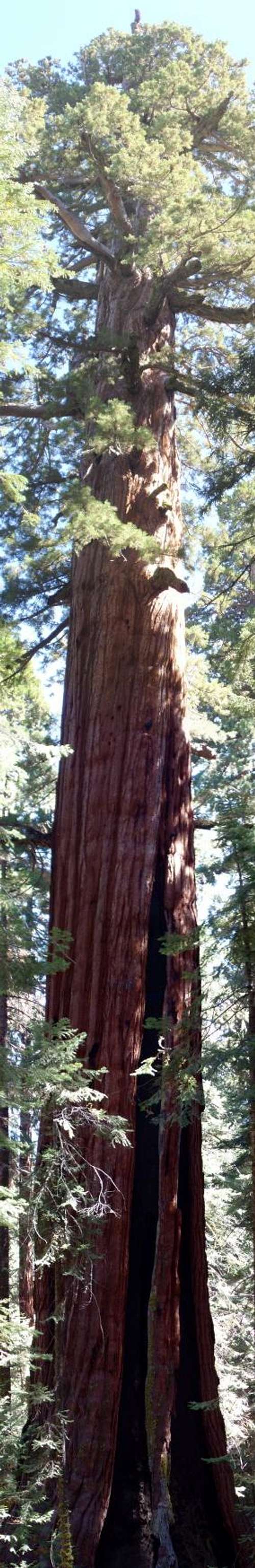 Ishi Giant Tree, Giant Sequoia Panorama