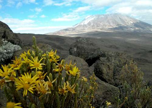 Yellow flowers near Kilimanjaro