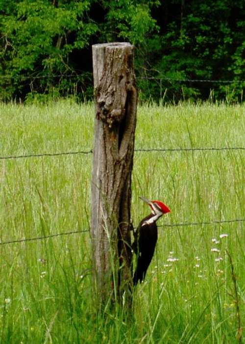 Pileated Woodpecker