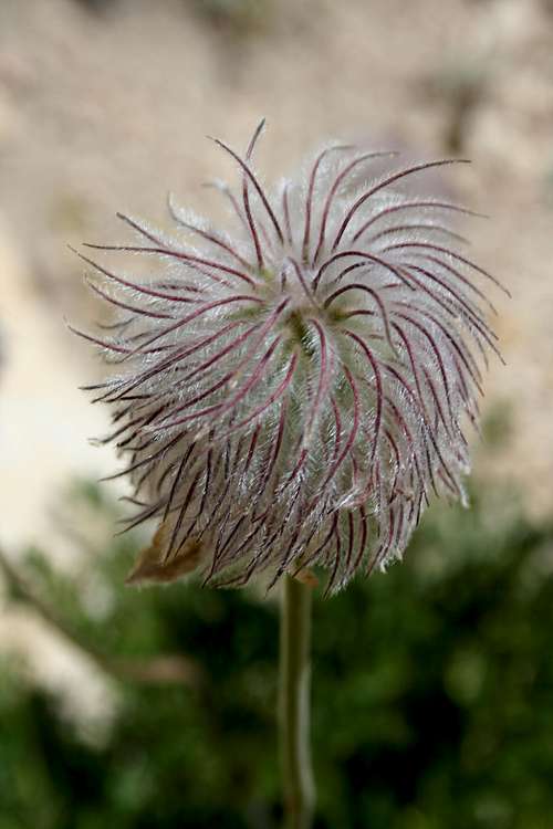 Wierd dandelion-esque flower