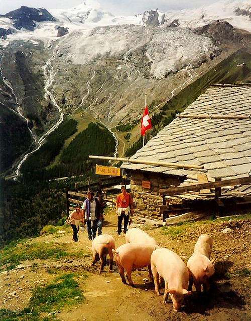 Allalinhorn as background to typical Swiss mountain pigs