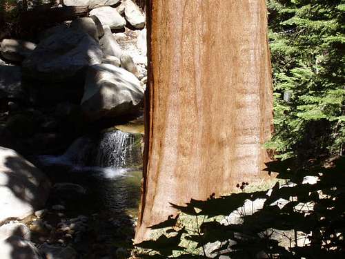 Sequoia and the Tule River