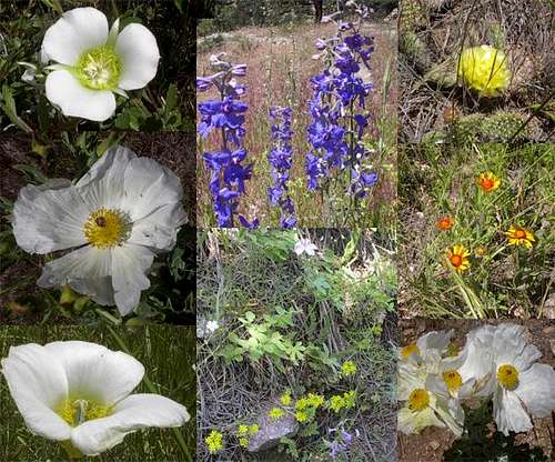  Collage of flower photos...