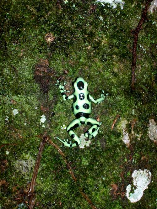 a better view of the poison dart frog
