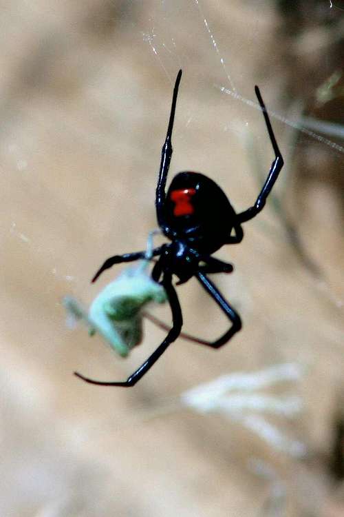 Black Widow Spider (<i>Latrodectus Mactans</i>)