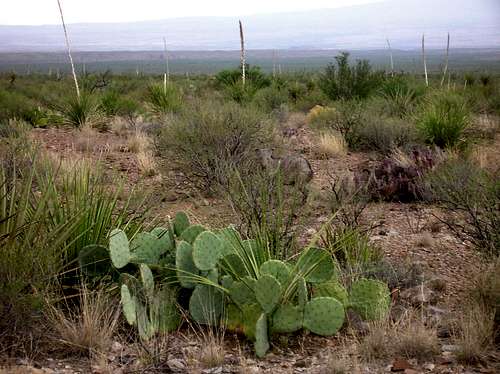Cactus and Javelina