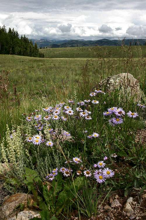 Mountain Meadow and Flowers