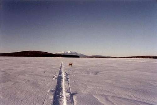 Katahdin and Fido from the...