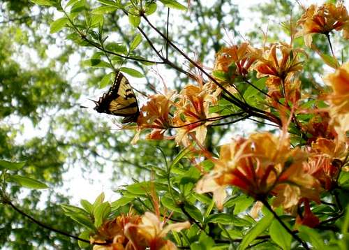 Butterfly on Azalea