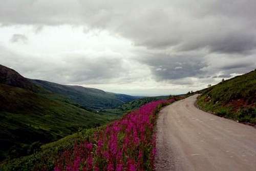 Fireweed along the Hatcher Pass Road
