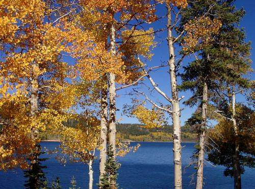 Aspen near Navajo Lake