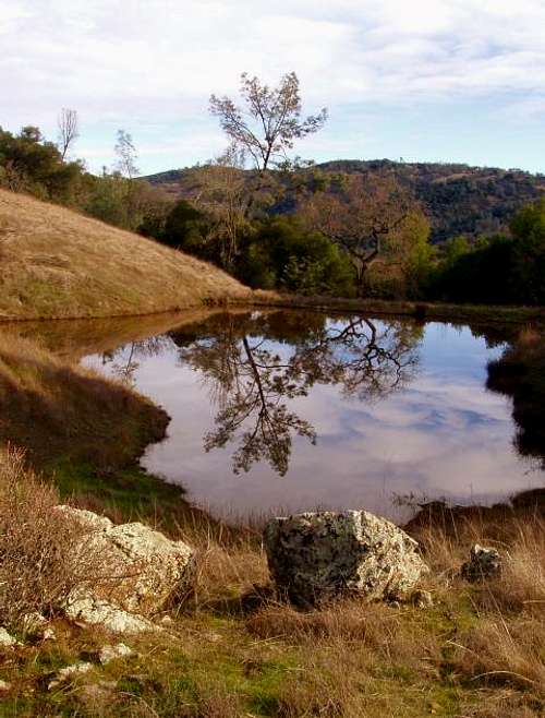 Oak and Pine Reflection