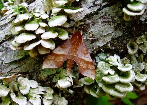 Sphinx moth and cool fungi