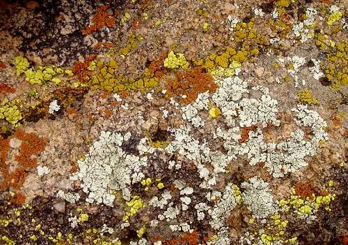 Lichen in the Desert