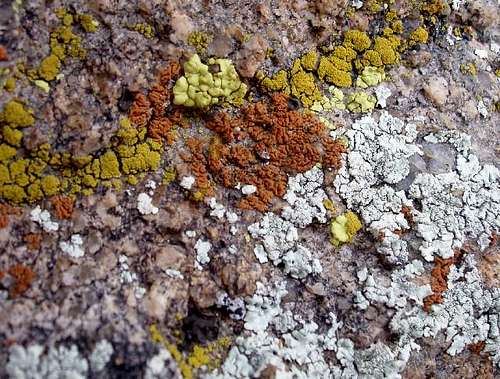 Desert Lichen