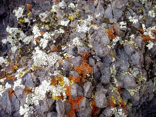 Mojave Desert Lichen