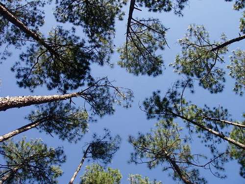 Circle of Pines
