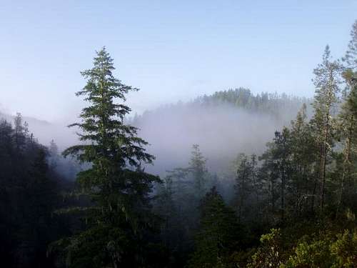 Fog in the Tree Tops