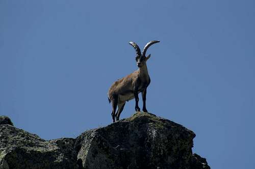 Male Gredos ibex