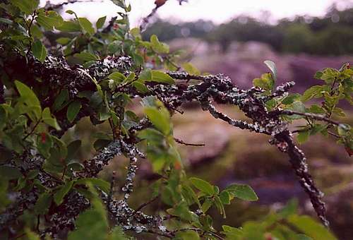 Lichen on Tree Branch