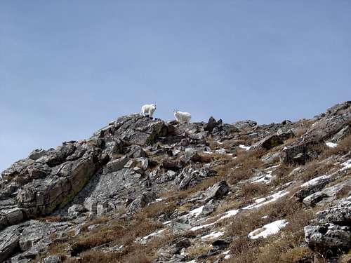 Goats near the Top