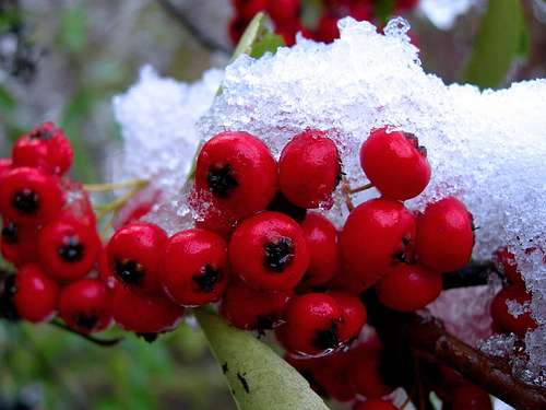 fruits and the snow