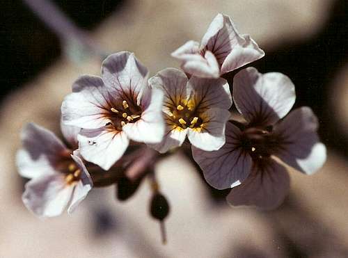 Fingernail-size April Wildflowers